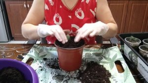 Пересаживаю голубую Ель которую садила семенами в январе 2025 года.