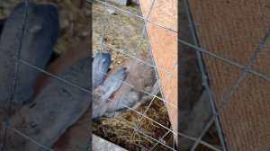 ферма 2 тг тикток Zikuborg