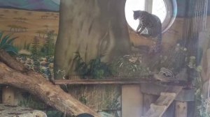 RHHY8290 Видео от опекуна Светланы