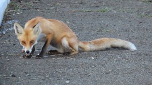Новая история начинается: Лисичка в заказнике «Светлинский»!