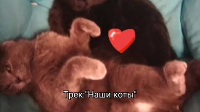 Трек Шуши и Тимошки "Наши коты" 💘 Автор: Шуша