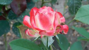 05=09=2025   Ю КМР  (72)