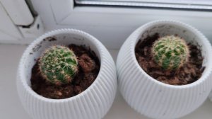 15-09-2025 кактусы на окне в деревне