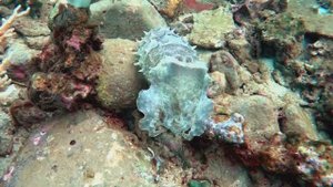 Diving at Nha Trang 10.24