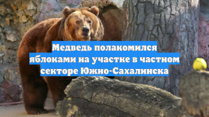 Медведь полакомился яблоками на участке в частном секторе Южно-Сахалинска