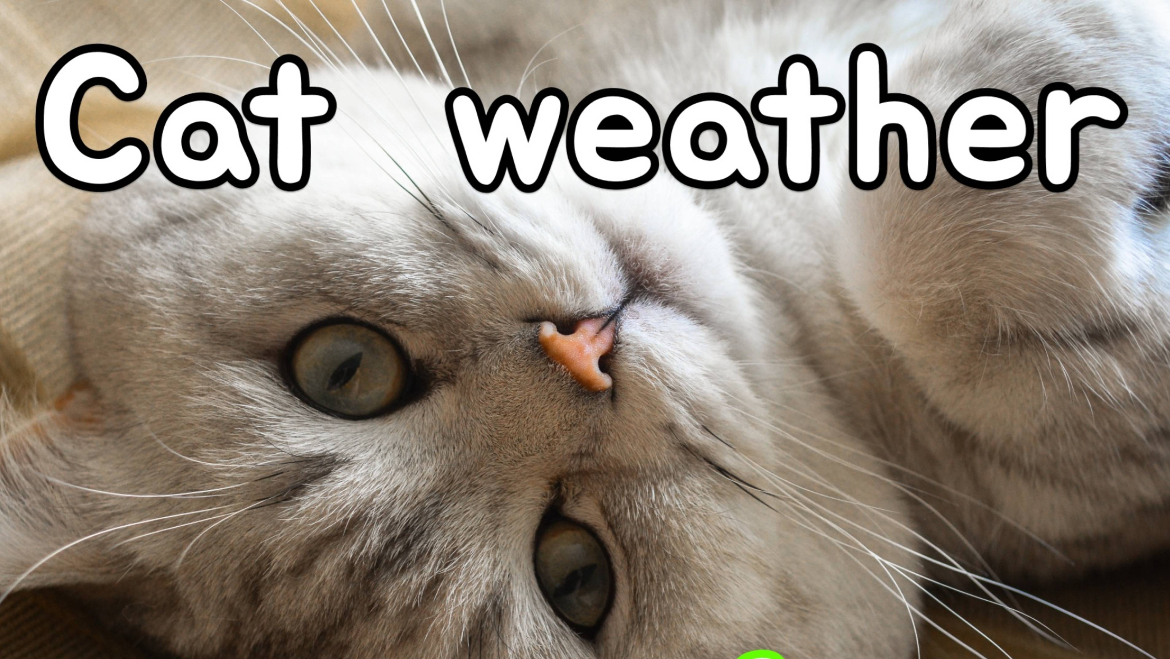 NEWS CATS