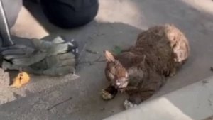 Пожарные спасли 5 человек и 2 котов из горящего дома на востоке Москвы