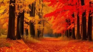 Красивый осенний лес