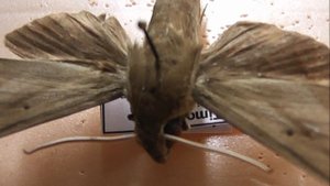 БРАЖНИКИ: 621. Theretra lucasii