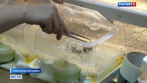 Репортаж с производства "БиоИнновации". Как разводят шмелей для опыления.