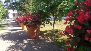 Красивые цветы Кисловодска! 15.09.2025 г.