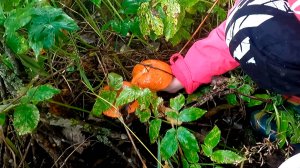 #ЖИЗНЬ В ДЕРЕВНЕ Огурцы, грибы, сено. #жизньвдервне #деревня #изгородавдеревню