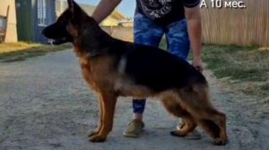 Баларис ЛИССА,  10 месяцев