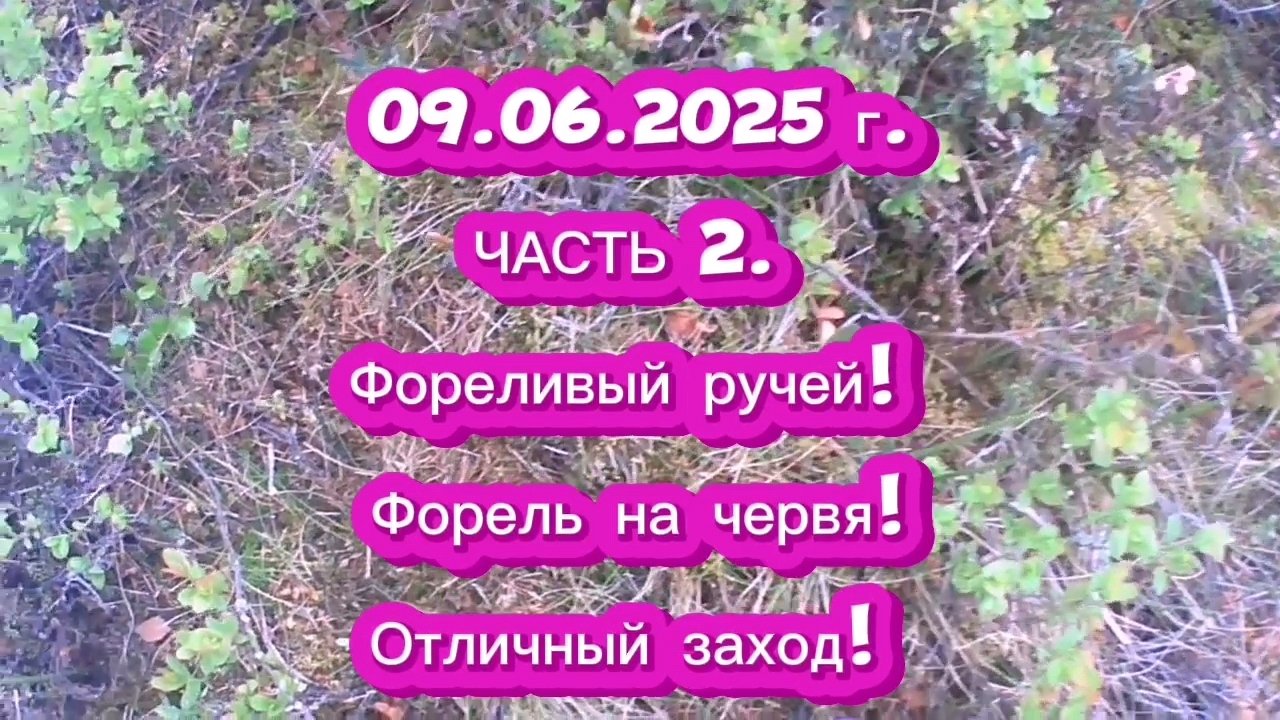 ФОРЕЛЬ. ФОРЕЛИВЫЙ РУЧЕЙ. 09.06.2025Г. ЧАСТЬ 2. #рыбалка #форель #ловляфорели #летняярыбалка #природа
