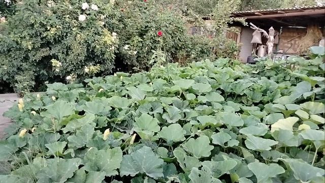 Огород, урожай, цветет кактус. смотреть онлайн