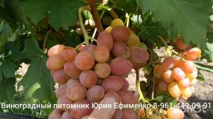 виноград Анюта