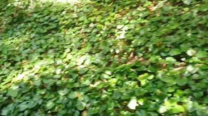 12.08.25 ЛАЗАРЕВСКОЕ. Свирское ущелье и Берендеево царство