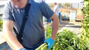 Оперативники ликвидировали две теплицы с коноплёй и изъяли более полутора килограммов марихуаны