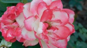 05=09=2025   Ю  КМР  (70)