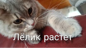 Точный возраст кота. Солнечные лампы. Посылка из Temu