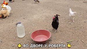 Содержание кур в домашних условиях и других птиц во дворе у Роберта 🐣🐤🦆🐔🪿🦃 (235)