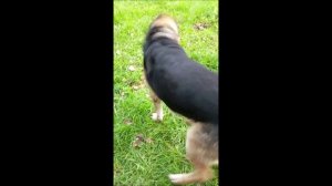 Собака. Том