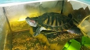 Красноухая Черепаха 🐢 зевает с утра 15-09-2025