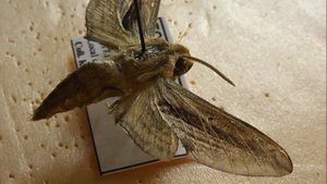 БРАЖНИКИ: 622. Theretra perkeo