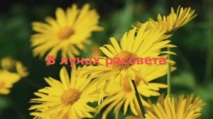 В лучах рассвета