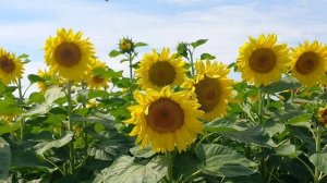 Практика на восстановление, центрирование