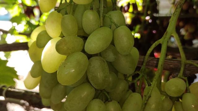 Небольшое Виноградное Ассорти на 15.09.2025.🍇🍇🍇 Telegram, WhatsApp и Vlber +79528500417.
