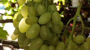 Небольшое Виноградное Ассорти на 15.09.2025.🍇🍇🍇 Telegram, WhatsApp и Vlber +79528500417.