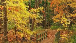 Лейся песня Рыжая метелица