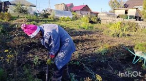 Влог 15 сентября 2025 🕒 Уборка моркови 🥕