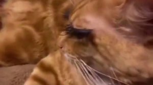 Сходила на реснички