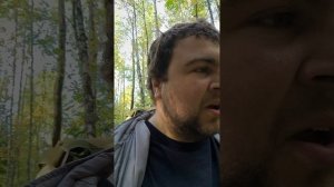 День леса праздник сегодня