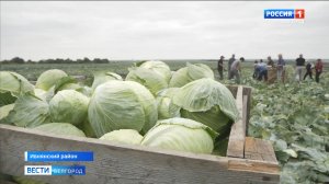 Белгородские фермеры убирают ранние сорта белокочанной капусты