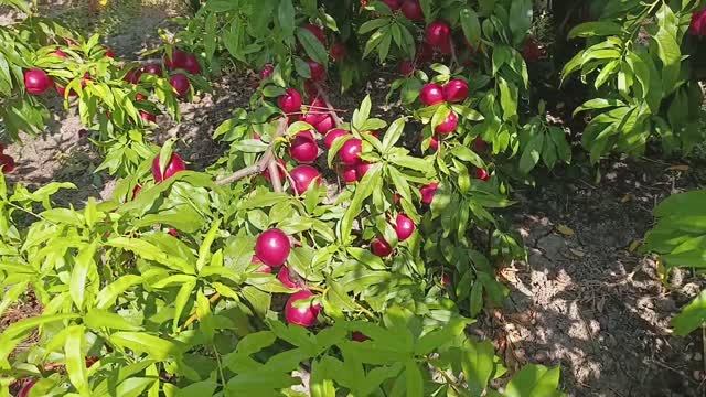 Нектарин Старк Ред Голд смотреть онлайн