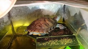 красноухая черепаха 🐢 вечер 15-09-2025