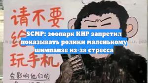 SCMP: зоопарк КНР запретил показывать ролики маленькому шимпанзе из-за стресса