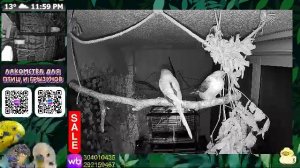 Слежу за своими попугаями на балконе пока работаю в офисе