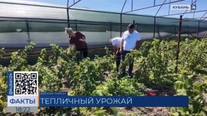 В Краснодарском крае в этом году собрали более 80 т малины и голубики