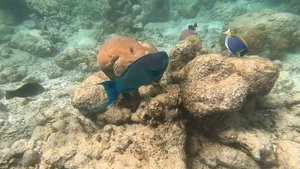 мальдивы fihalhohi рыбки ч.1