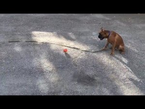 Отрывки из моих занятий ( Боксёр Зевс )