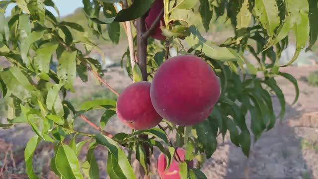 Персик Гло Хевен.(Glo Haven) смотреть онлайн