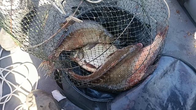 Сегодня скромный улов по лещу. смотреть онлайн