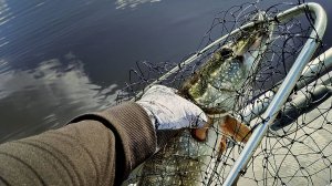 Осенний жор хищника. Воблер косит щук. Ловля на спиннинг