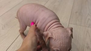 Мои первые шаги