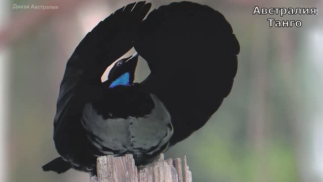 Райская птица. Танго. Похож на Антонио Бандерас. Озвучка песни ИИ смотреть онлайн
