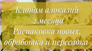 Клонам алоказий 2 месяца | Распаковка новых, обработка и пересадка